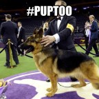 Apparently, The Glass Ceiling Hasn’t Broken For Female Dogs At Westminster. But Logic And Reason Has Been Broken!